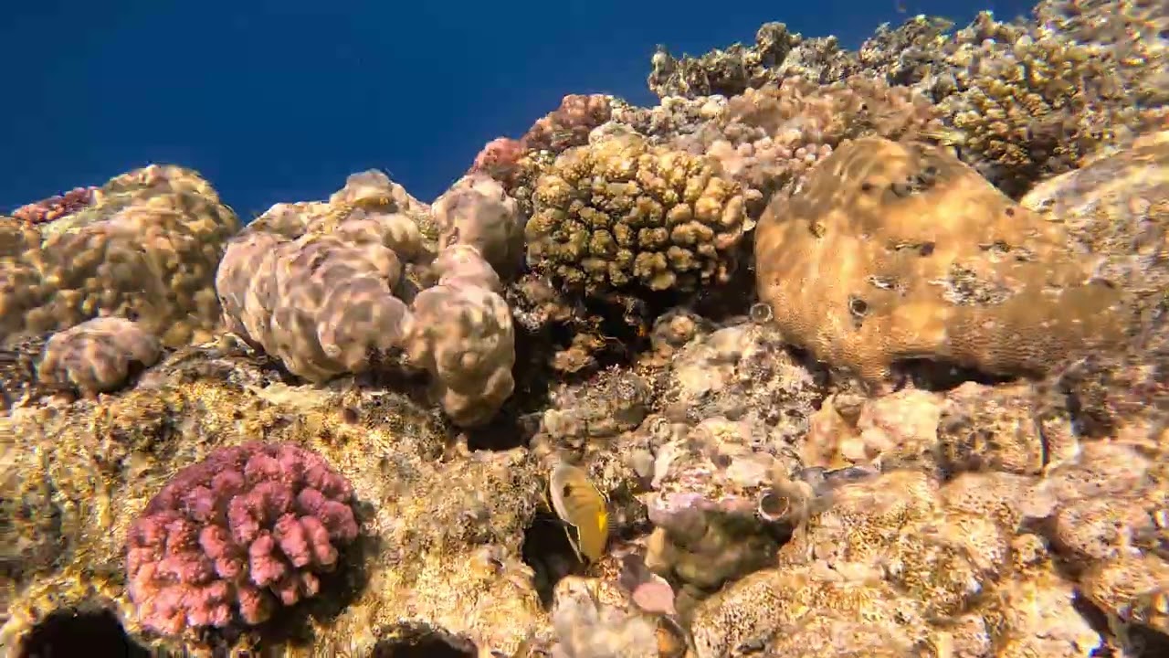 Edge of the coral reef 1