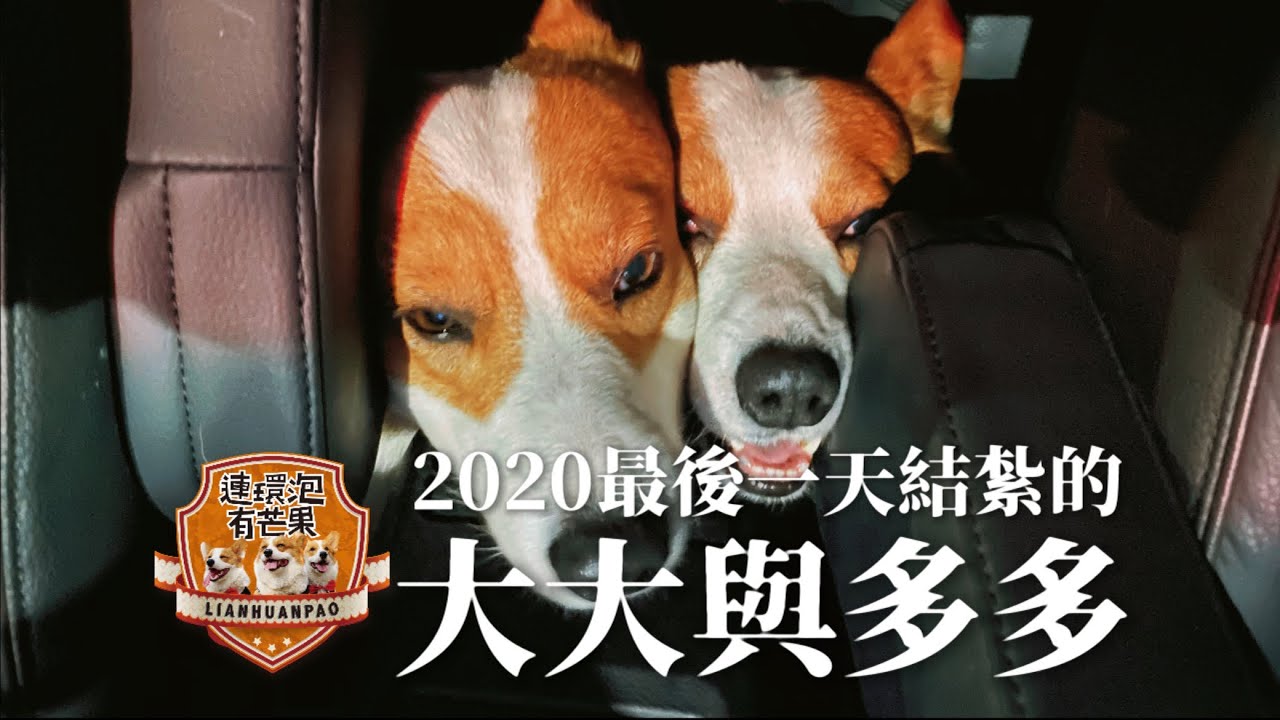 2020最後一天結紮的大大與多多