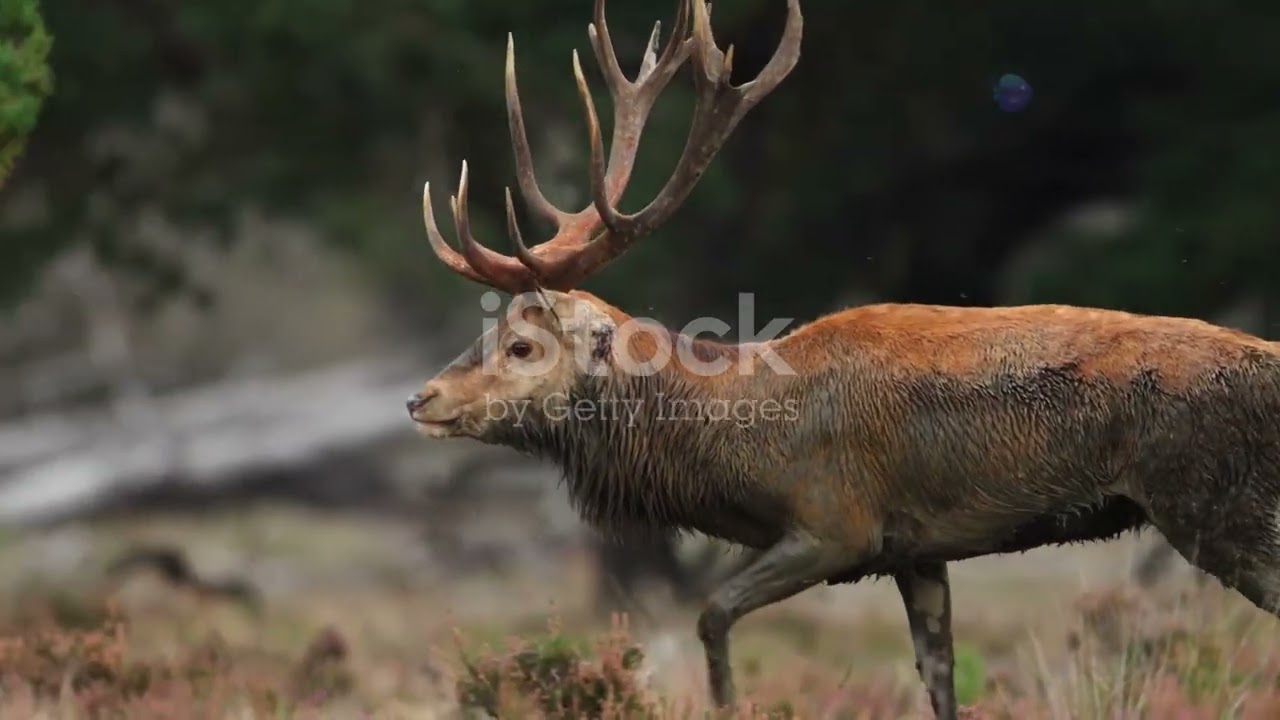 Hungary&rsquo;s Land Wonders: Exploring the Country&rsquo;s Diverse Terrestrial Wildlife #cuteanimal #animal