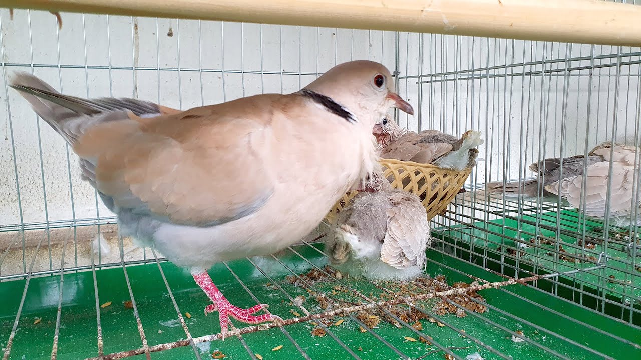 Nuôi Chim Cu Pháp Sinh Sản Gặp Những Khó Khăn Gì - Việt Ba Tư