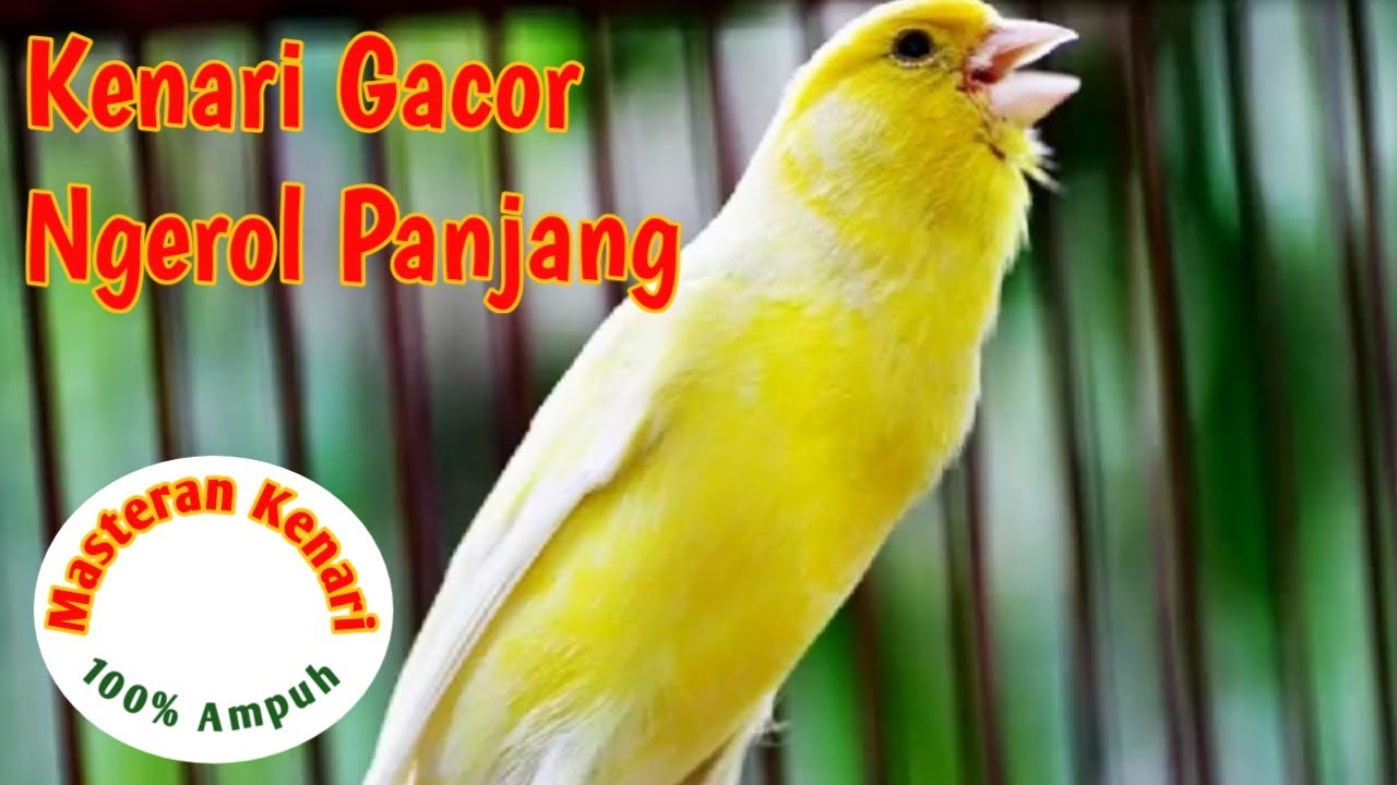 Suara Kenari Merdu,Gacor Ngerol Panjang