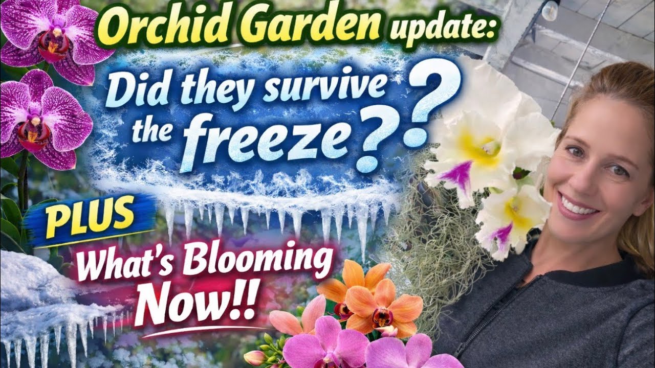 Orchid Garden Updates! Surviving winter freezing temperatures! What’s blooming?!