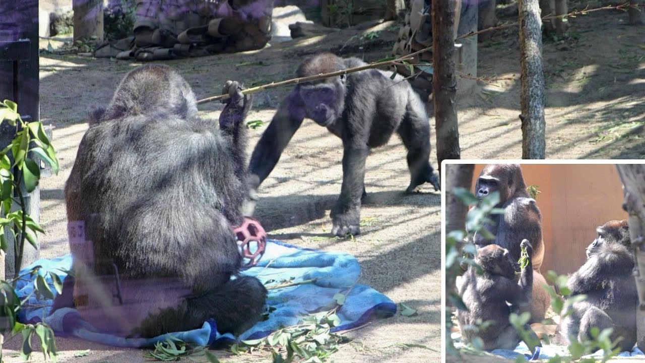 連日のぽかぽか陽気、モモタロウファミリー毛布を敷き家族団らん。撮影日2024.3.15【京都市動物園】ゴリラ愛♡