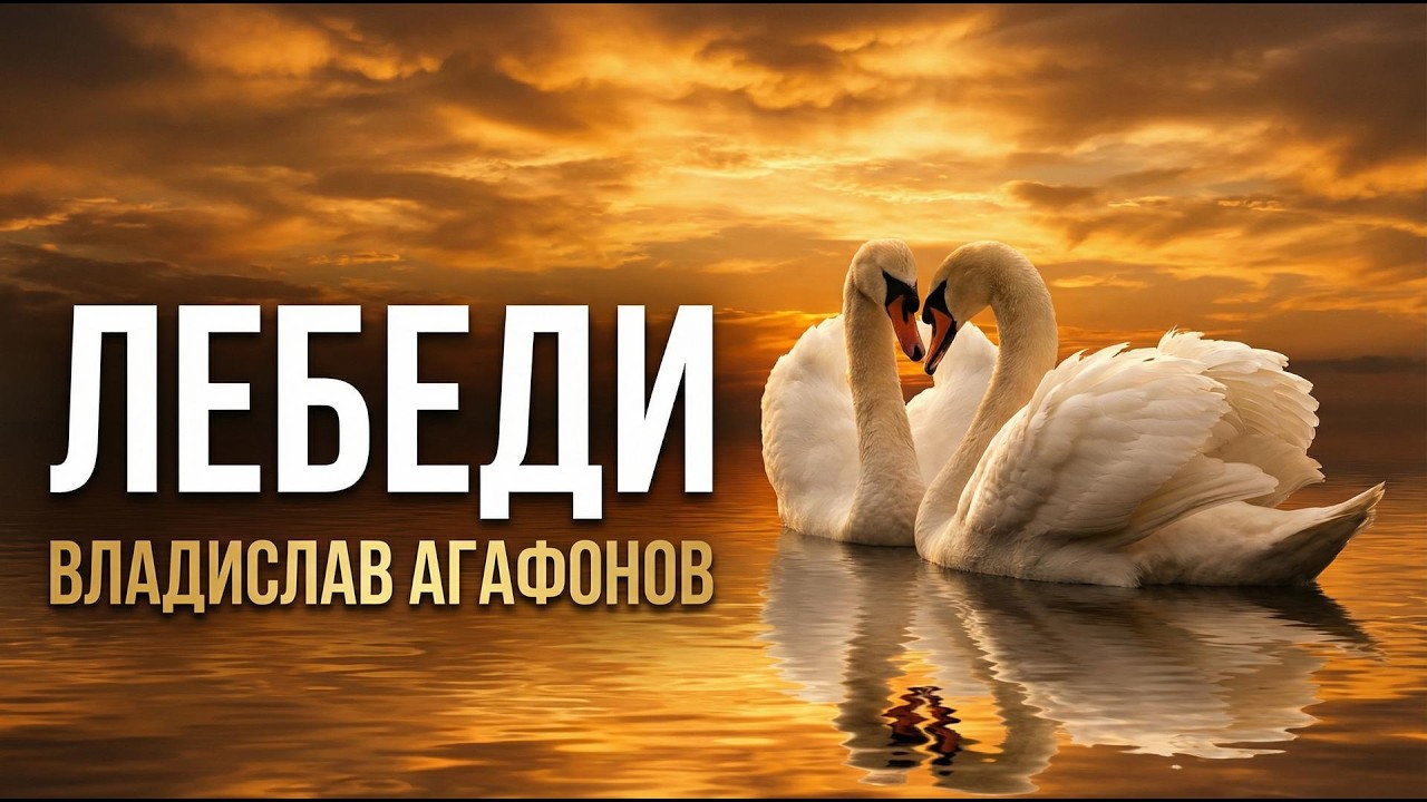 Elegance Hides Aggression: The Real Swan