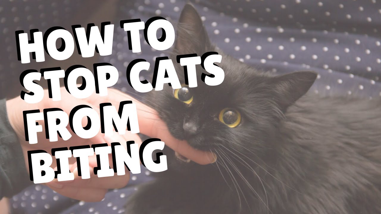 Как отучить кошек кусаться | Две сумасшедшие кошатницы #кошка #кошки