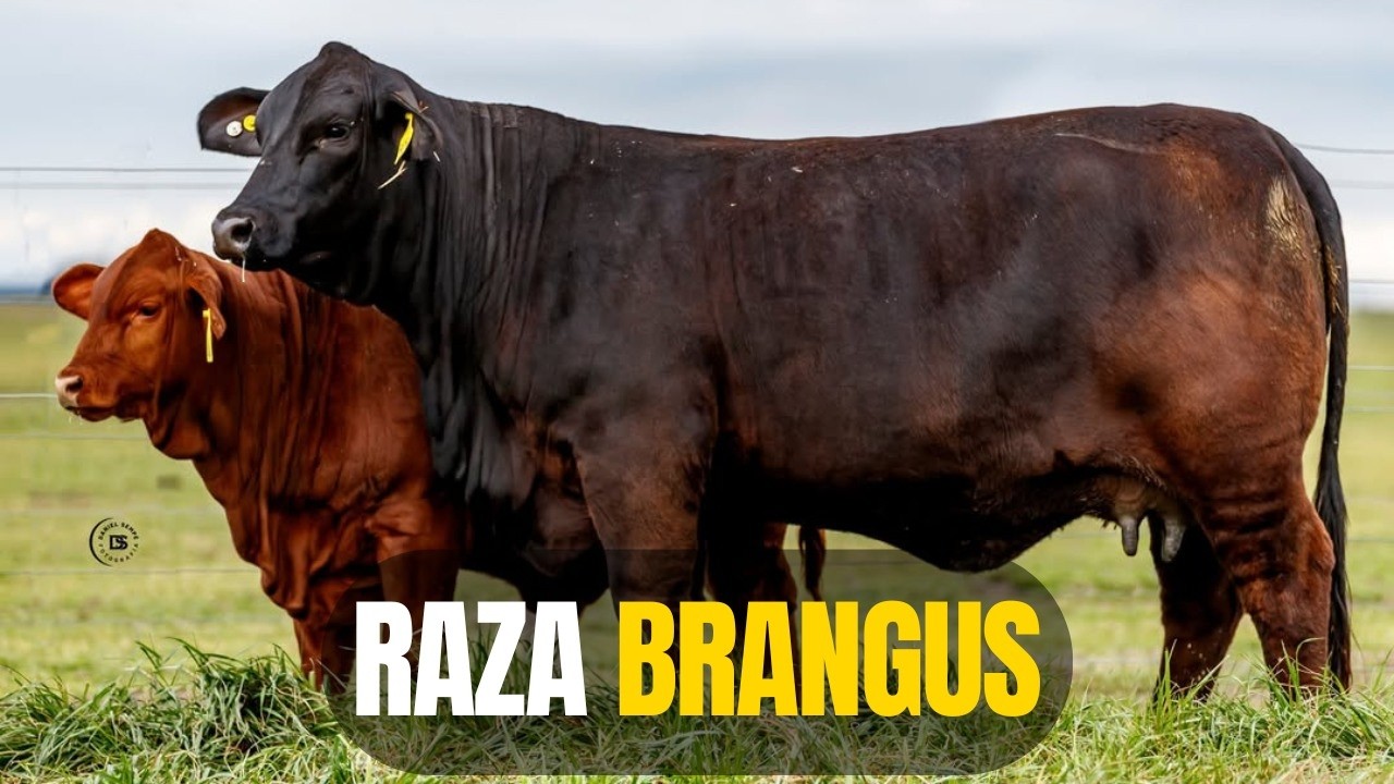 Raza de ganado BRANGUS: La raza fuerte que todos quieren criar 🥩🐂
