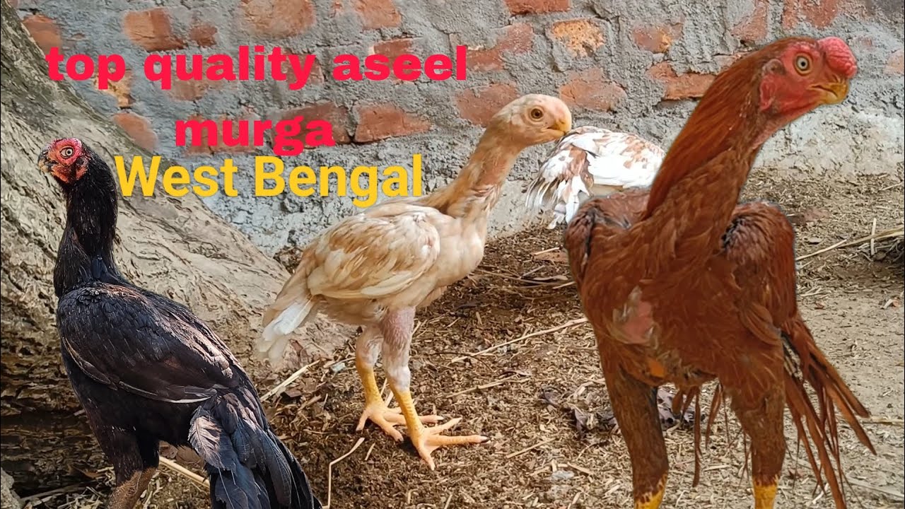 West Bengal ler moddhe top quality preet bek aseel murga and murgi.