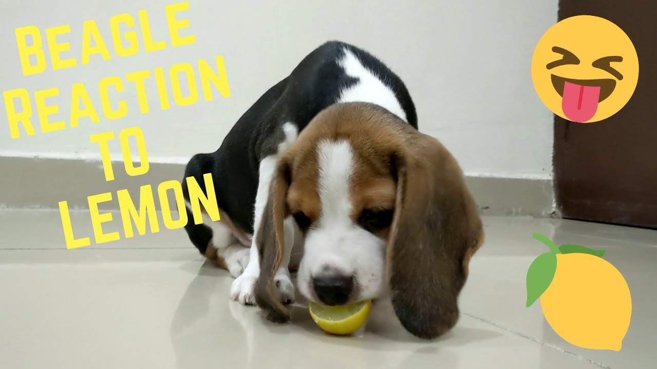 Muffin Reaction To Lemon | Beagle | TheBeagleMuffin 🍋