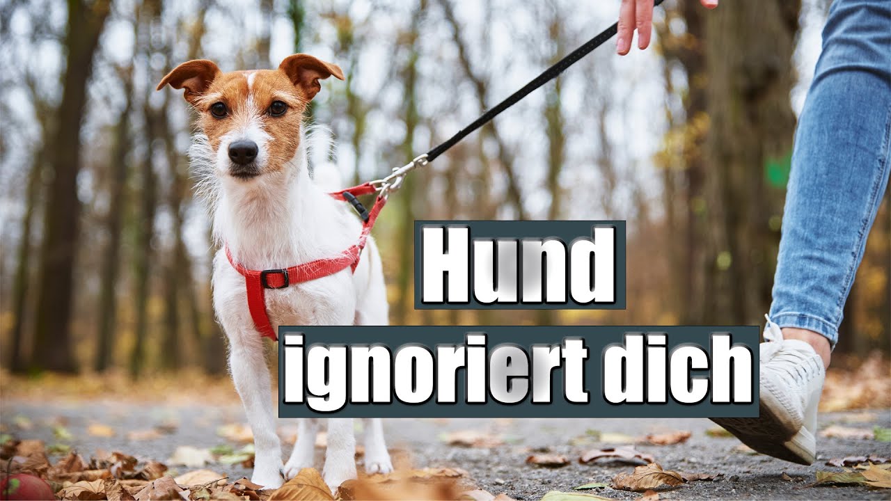 Dein Hund h&ouml;rt nicht auf dich - weil du diesen FEHLER machst!