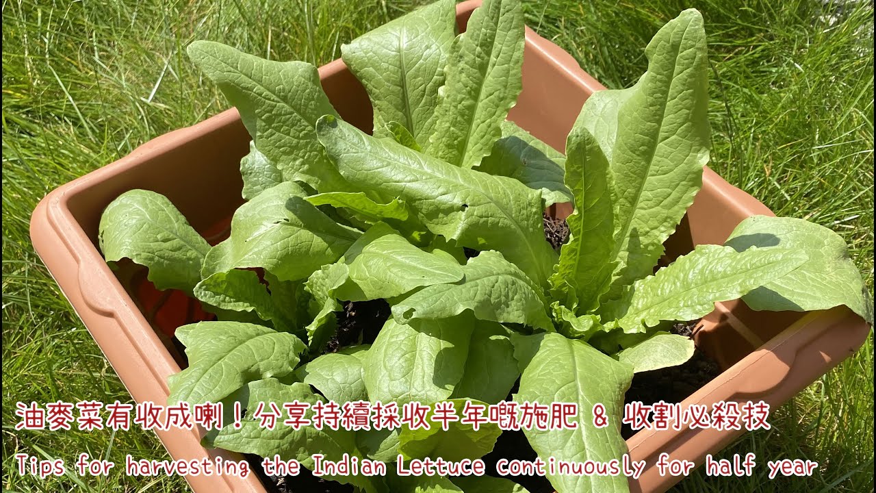 油麥菜有收成喇！持續採收半年嘅施肥 & 收割必殺技  🥬🥬🥬 Tips for harvesting the Indian Lettuce continuously for half year