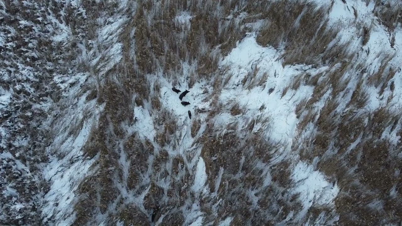 Ayşepınar K&ouml;y&uuml; Yaban Hayatı / Dronla  Domuzların g&ouml;r&uuml;nt&uuml;s&uuml; 1