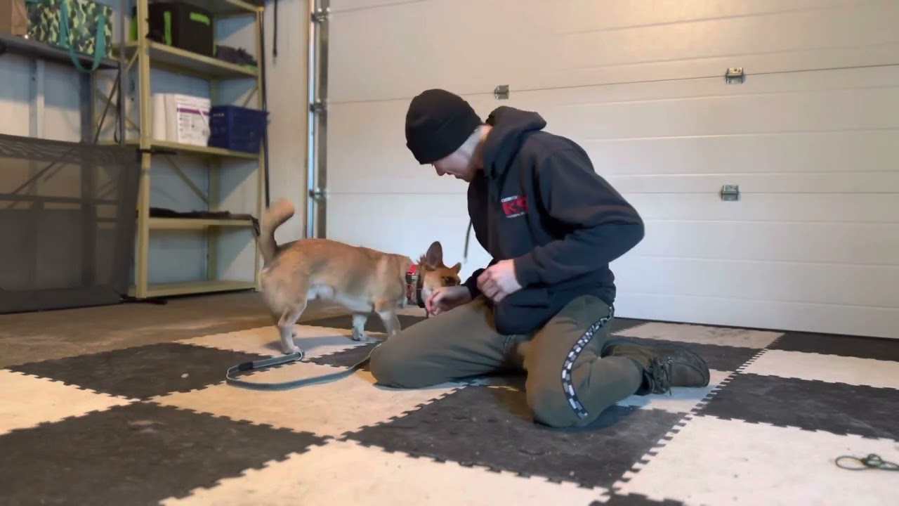 Chief Learns Ivan Balabanov’s Possession Game, Playing Tug With Your Dog
