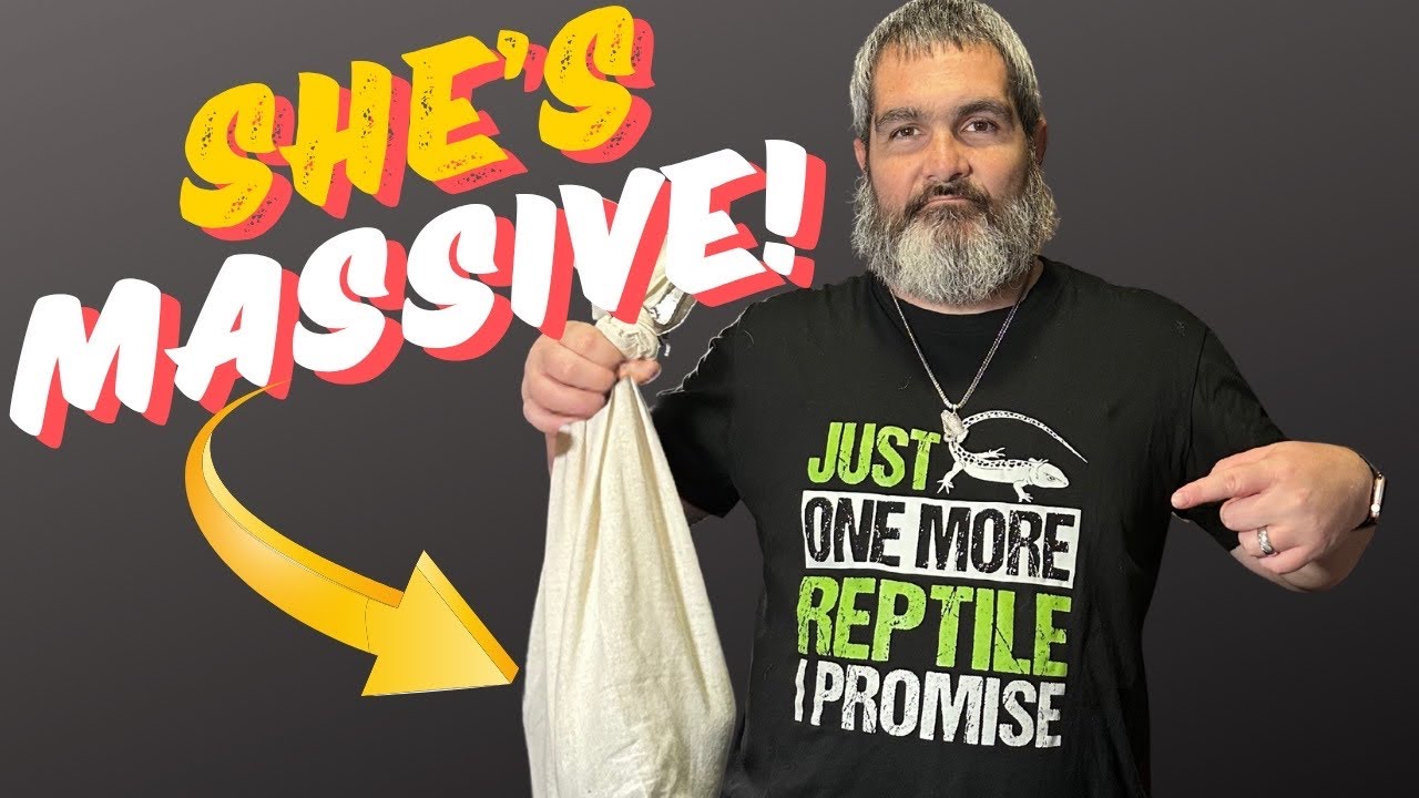 The Largest Snake I ever Unboxed... WOW!!!