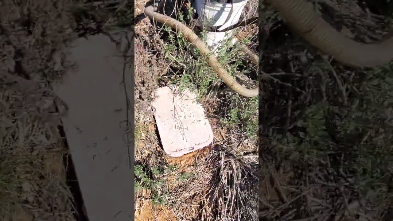 SoCal Bee Removal and Relocation- Live Honey Bee Removal In Carlsbad. Alive By Beekeeper