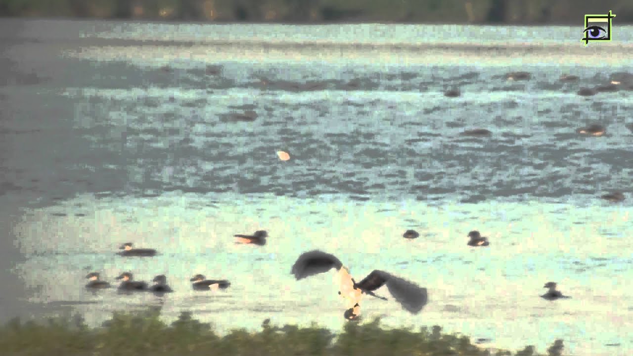 Visarend vangt grote vis Biesbosch 20130906 Natuurkanaal