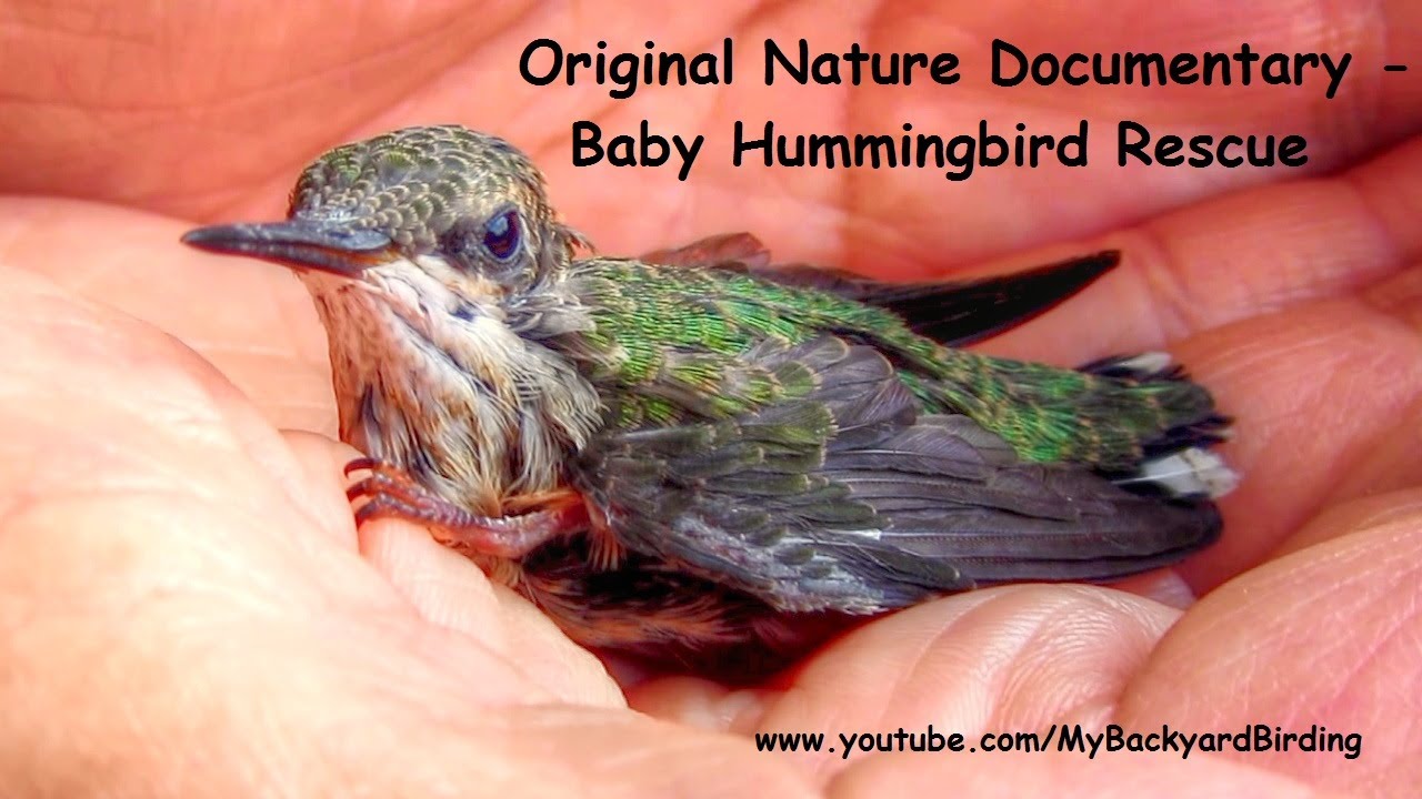 Baby Hummingbird Rescue - Original Nature Documentary