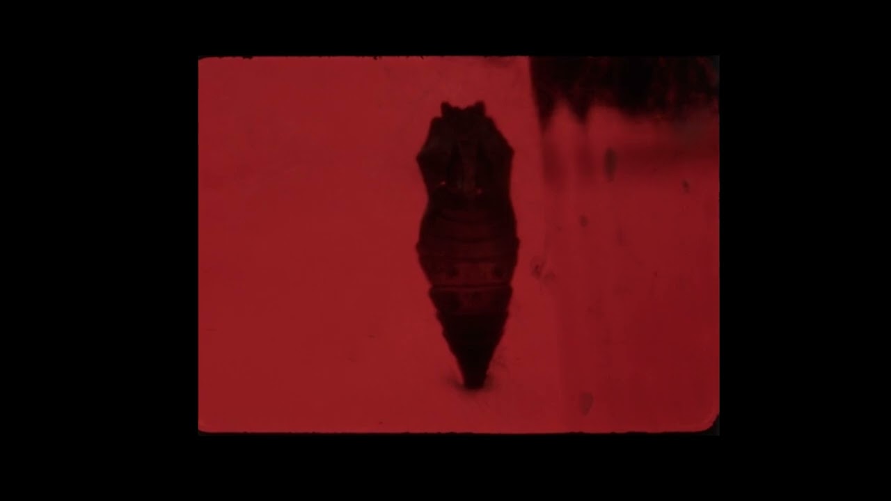 Divide and Dissolve - Withholding (Official Video)