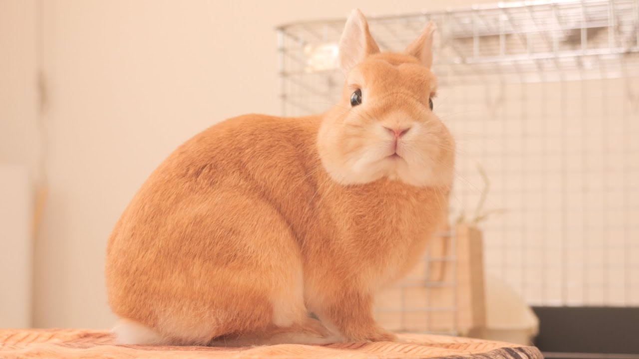 一緒に住んで4年、改めて感じたこと。それはムギがとても寂しがり屋さんだということです【No.989】