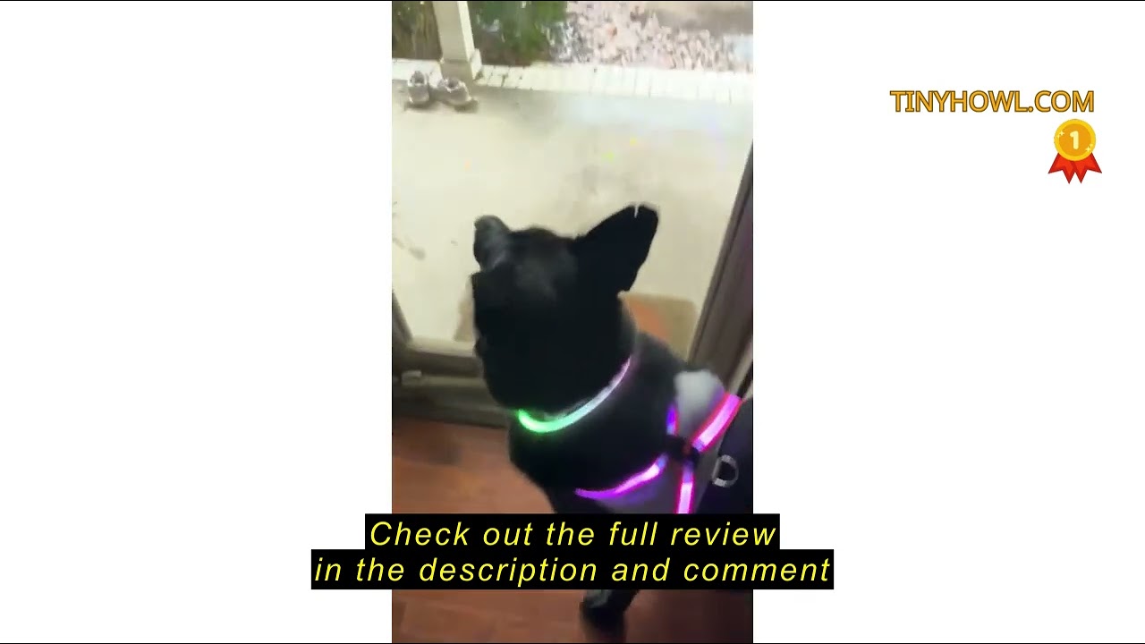 Review ChalkLit Light Up Dog Harness, No Pull Led Dog Harness Glow-in-The-Dark for Night Walking, US