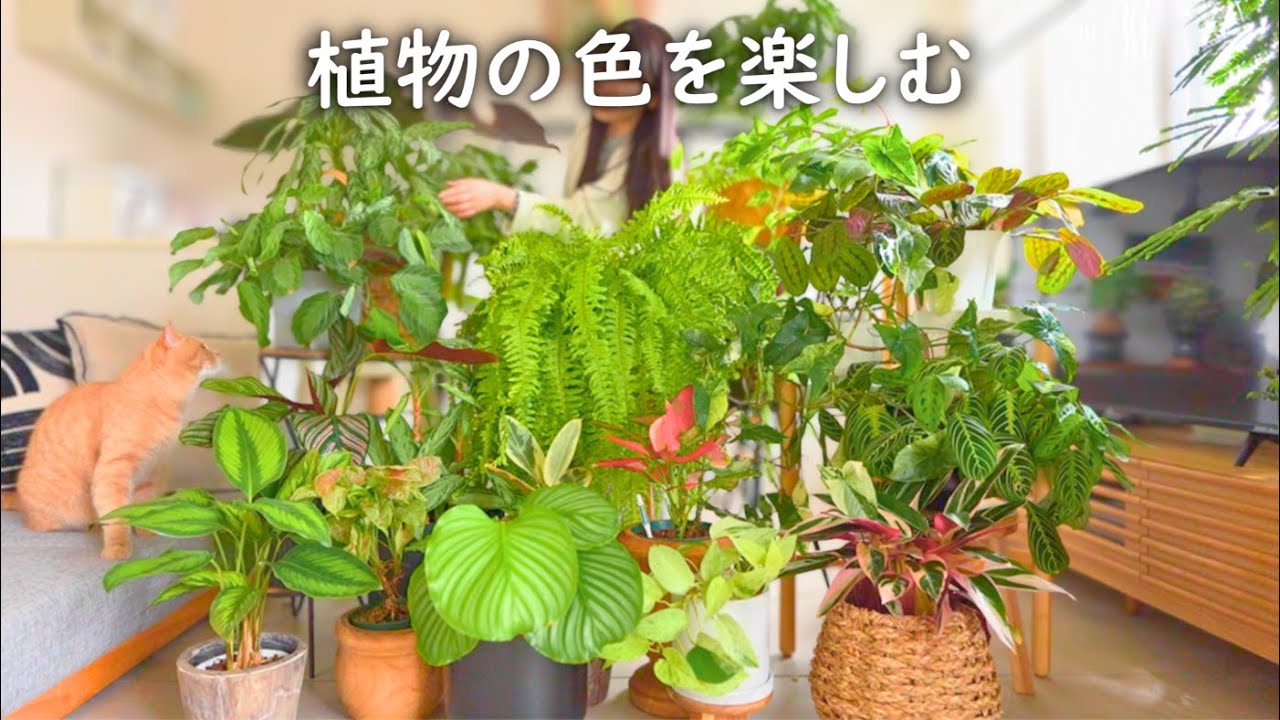 美しい斑入り植物10選丨見た目・育てやすさ・存在感で厳選