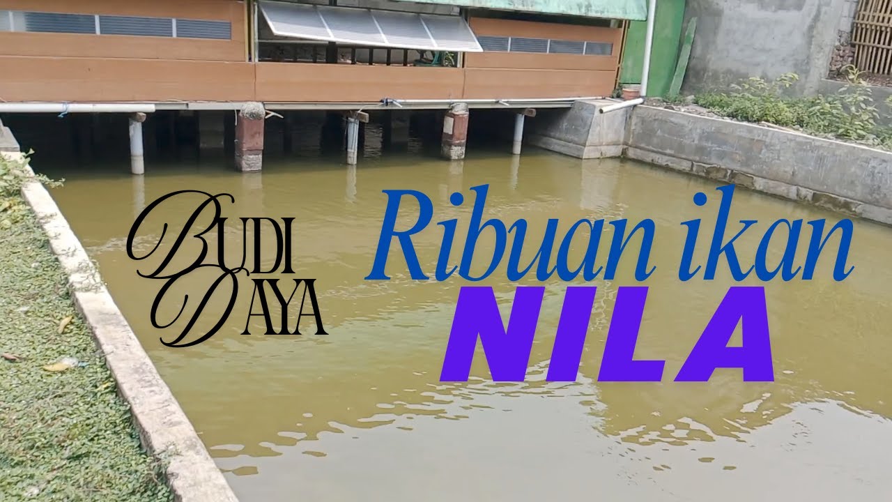 RAHASIA Sukses Budidaya Ikan Nila Sampai Ribuan Ekor❗