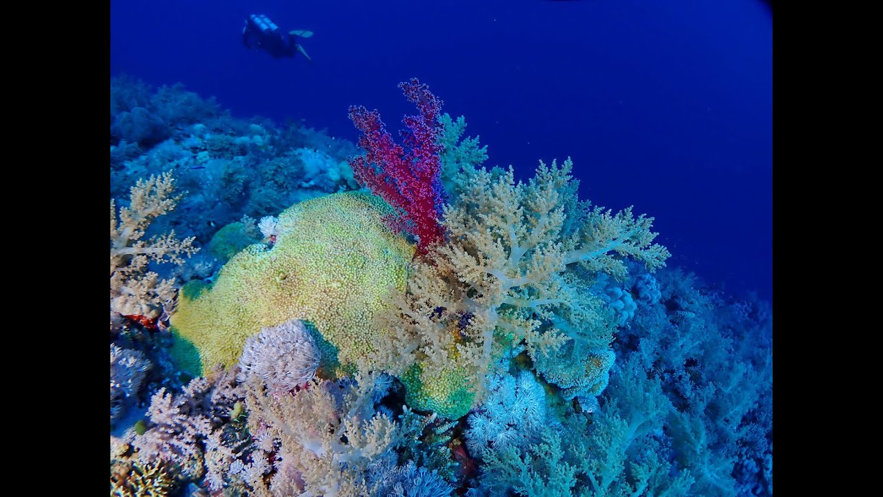 Elfenstone reef in Abu Dabab 4