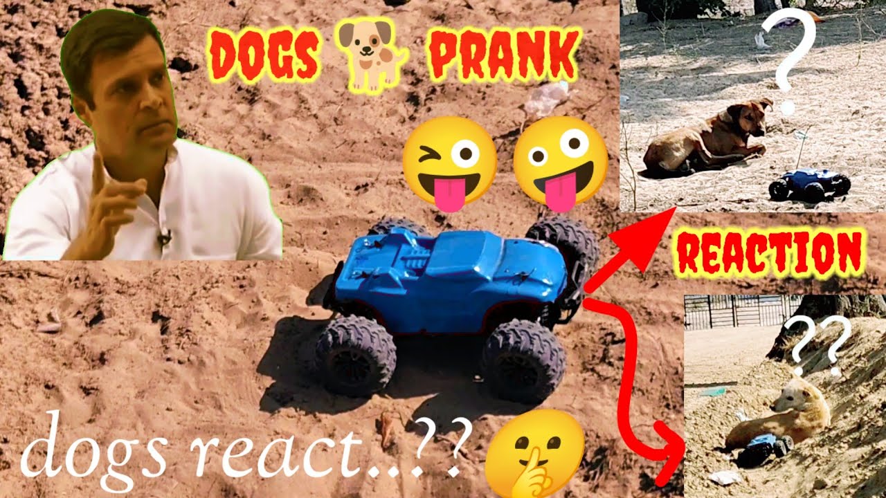remote control car dogs prank 😲 | sleeping dogs react at rc car | rc car animal prank