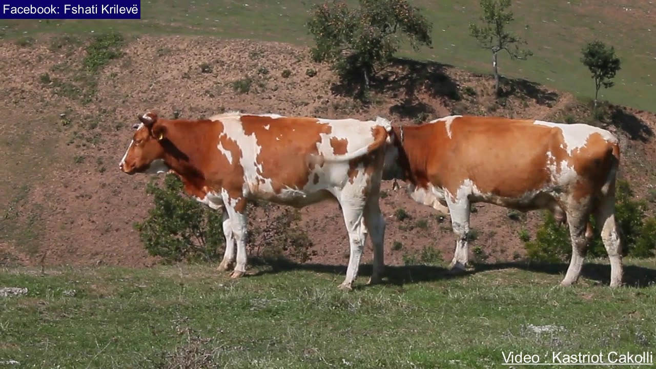 Fshati Krilevë