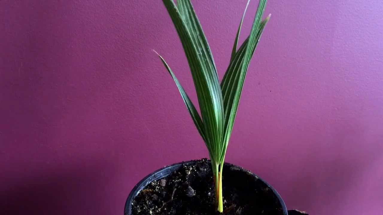 Выращивание пальм из семян / Посев семян сливы ветряной мельницы Trachycarpus fortunei
