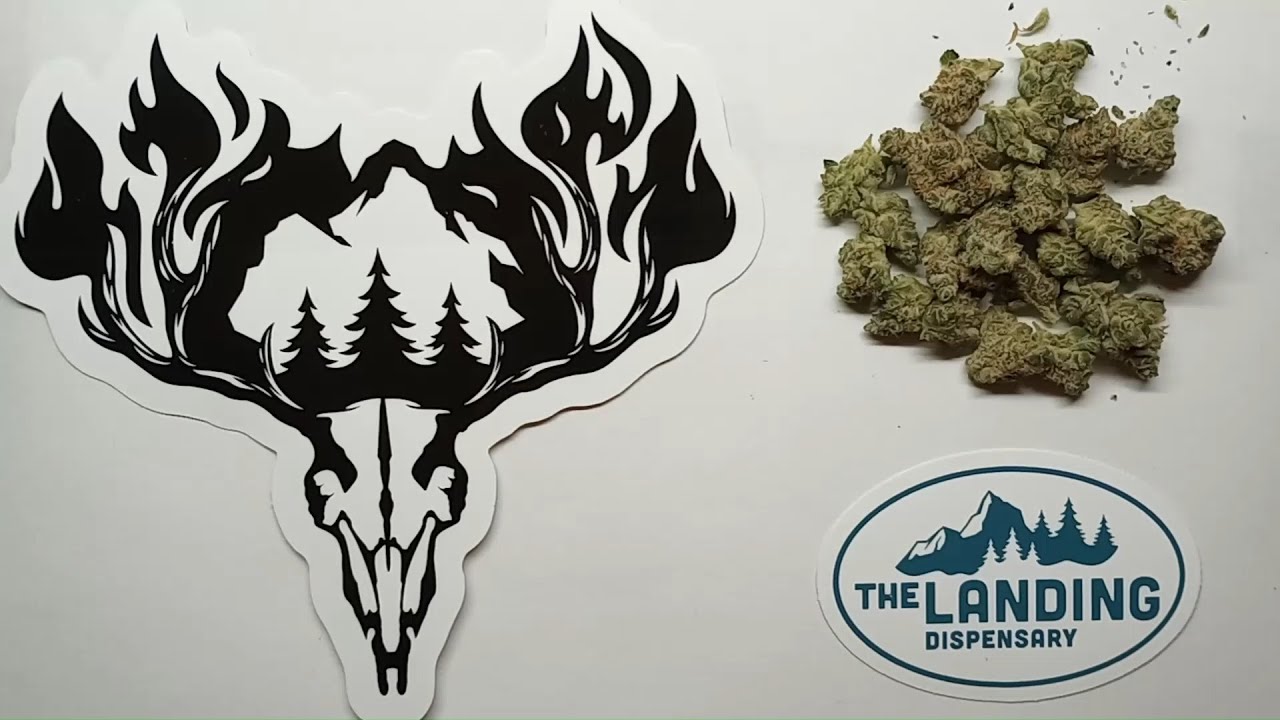 Hillfire Starbux Flower Review