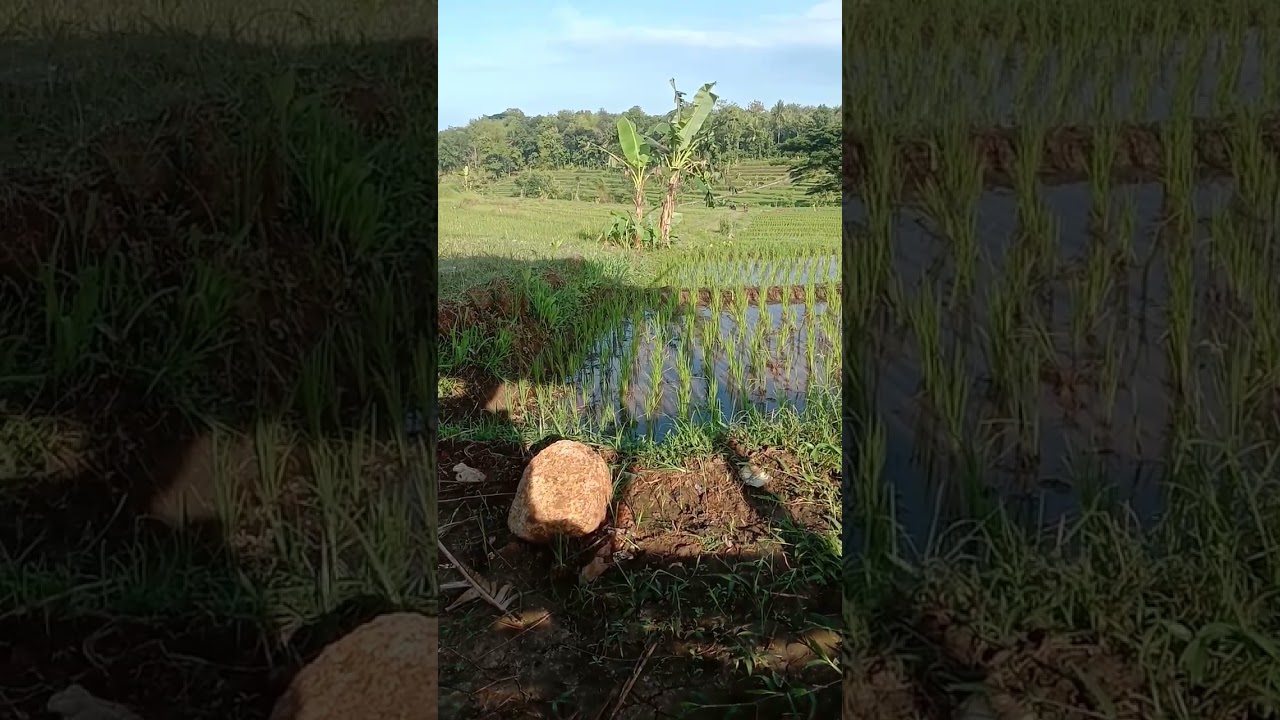solo camping di gubuk sawah #solocampinghujanderas #solocamping #solocampinghutanlebat