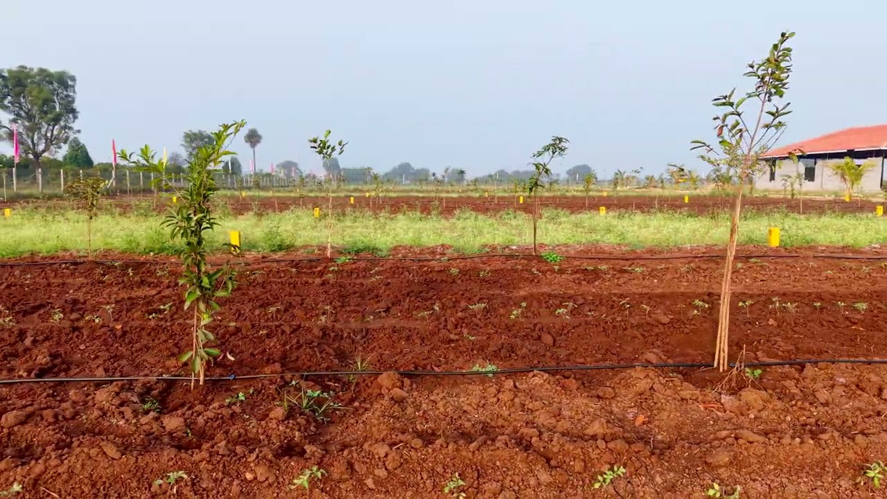 రెండు వెంచర్లు… ఒకే విజన్ 💎Weekend Destiny Venture. Sandal wood Farmland 