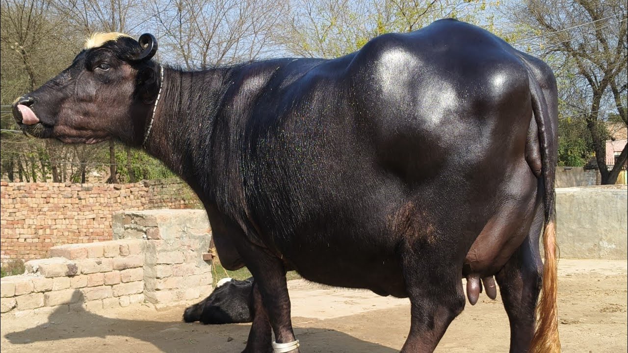 محمداحسان بلوچ407گ ب02عددبھینسیں01گائے فروخت09فروری2026 Pure Neli Ravi Buffalo for Sale  Eitfaaq Tv 