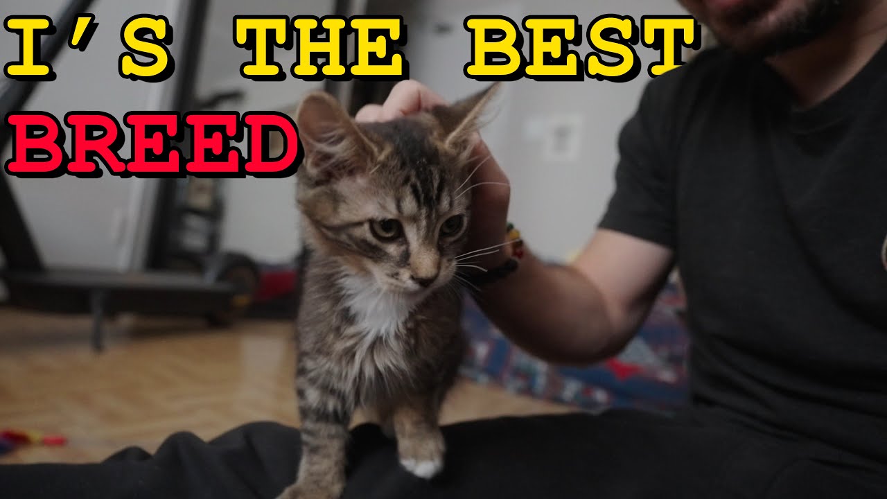 Meet My Maine Coon Tabby Kitten