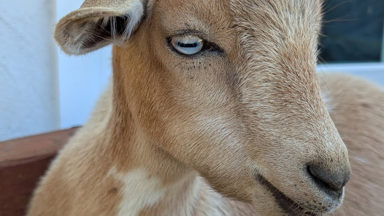Goat asmr