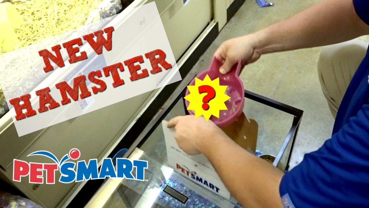 Покупаю нового хомячка в Petsmart.