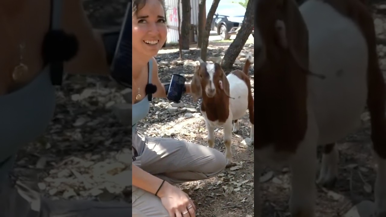 When I first got Peewee and Tripper! 🐐🥰 #shorts #goat #animals #irl #mayahiga #twitch