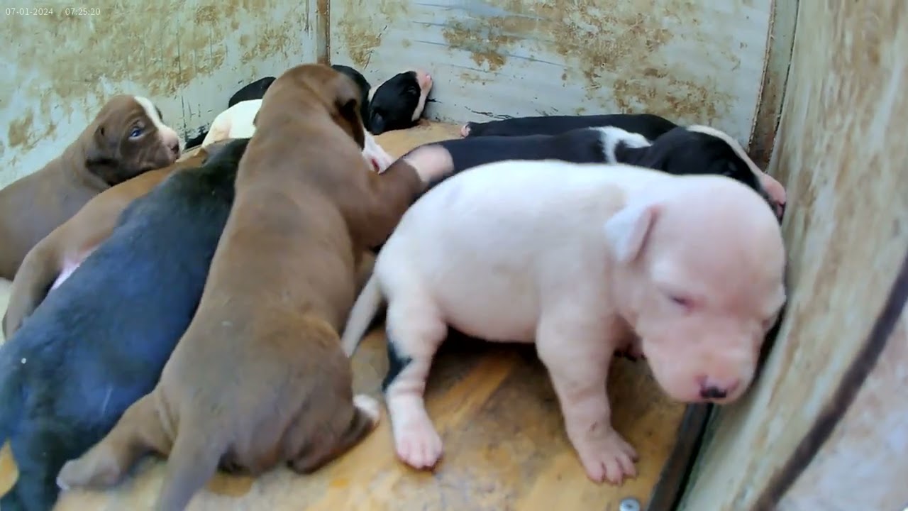 Pit bull1985