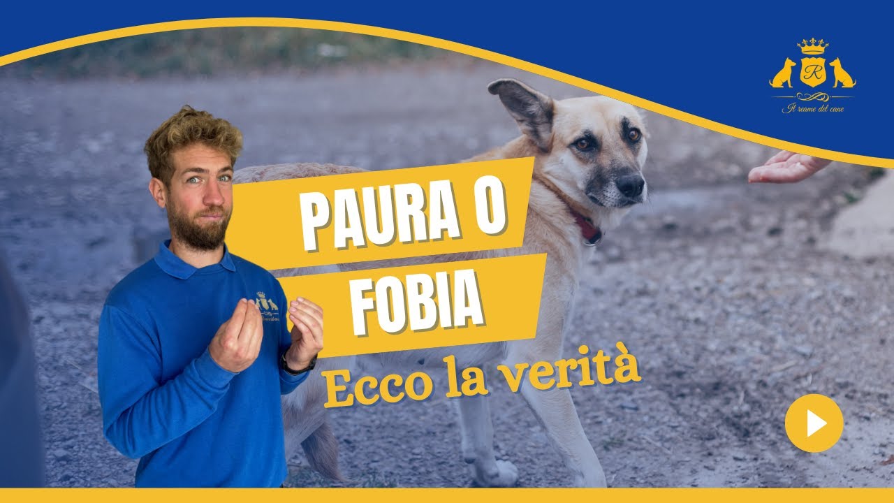 Cane Pauroso o Fobico? La Differenza che Cambia Tutto (e Cosa Fare Davvero)