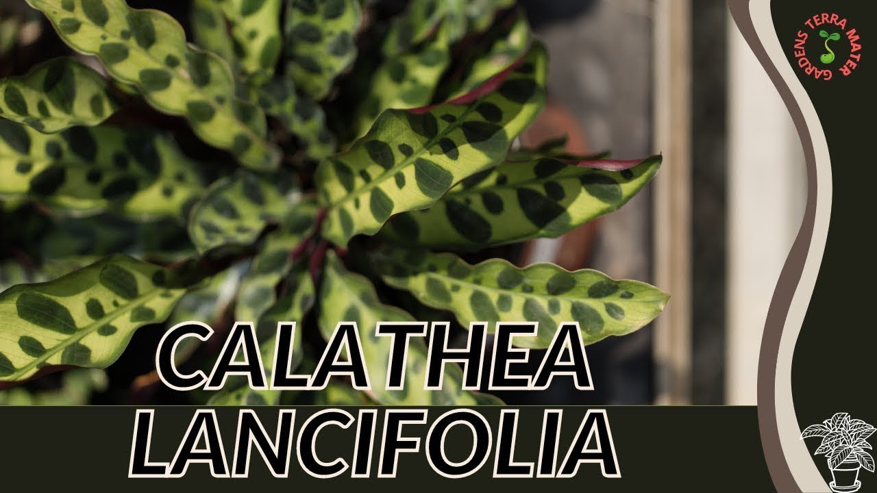 CALATHEA LANCIFOLIA "RATTLESNAKE PLANT" Information and Growing Tips!