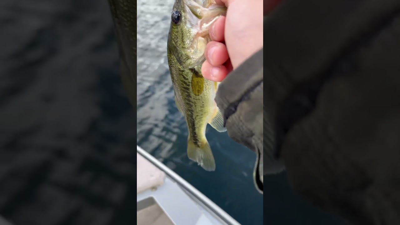 Beautiful bass by the Lilly’s at twin lakes Washington