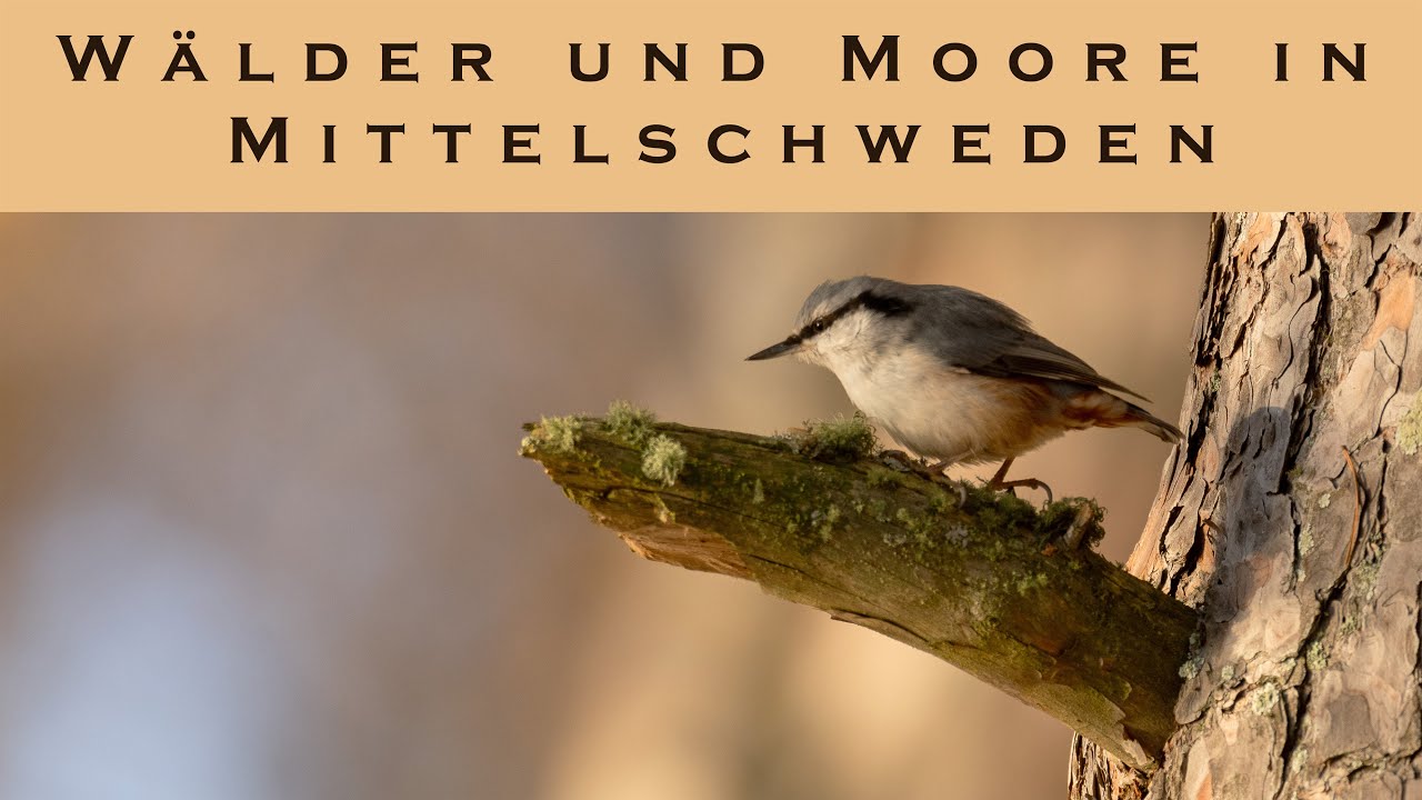 Moore in Hamra und Wälder im Färnebofjärden Nationalpark
