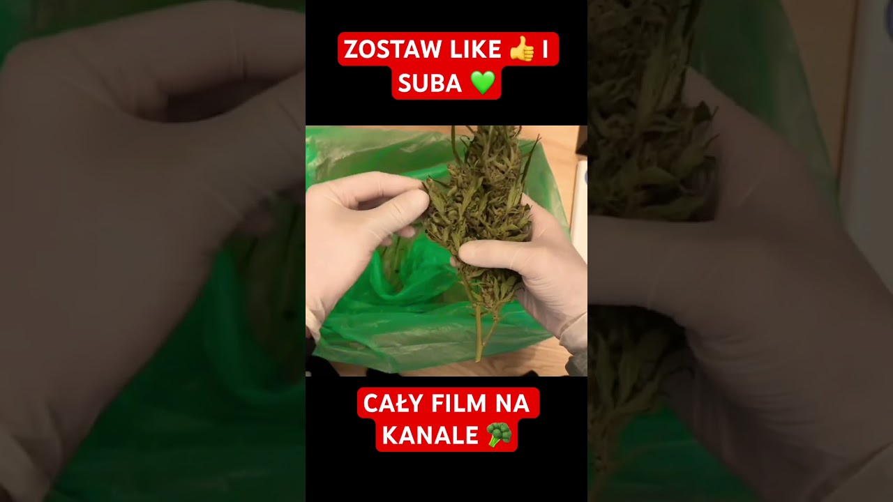 Jak trymować marihuanę. Szybko, bezpiecznie i skutecznie #uprawa #grow #viral #chill #diy #420