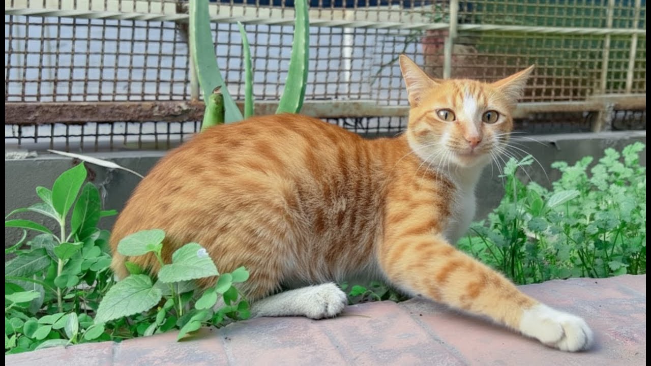From a cherished pet to an aggressive stray... I decided to give her love.