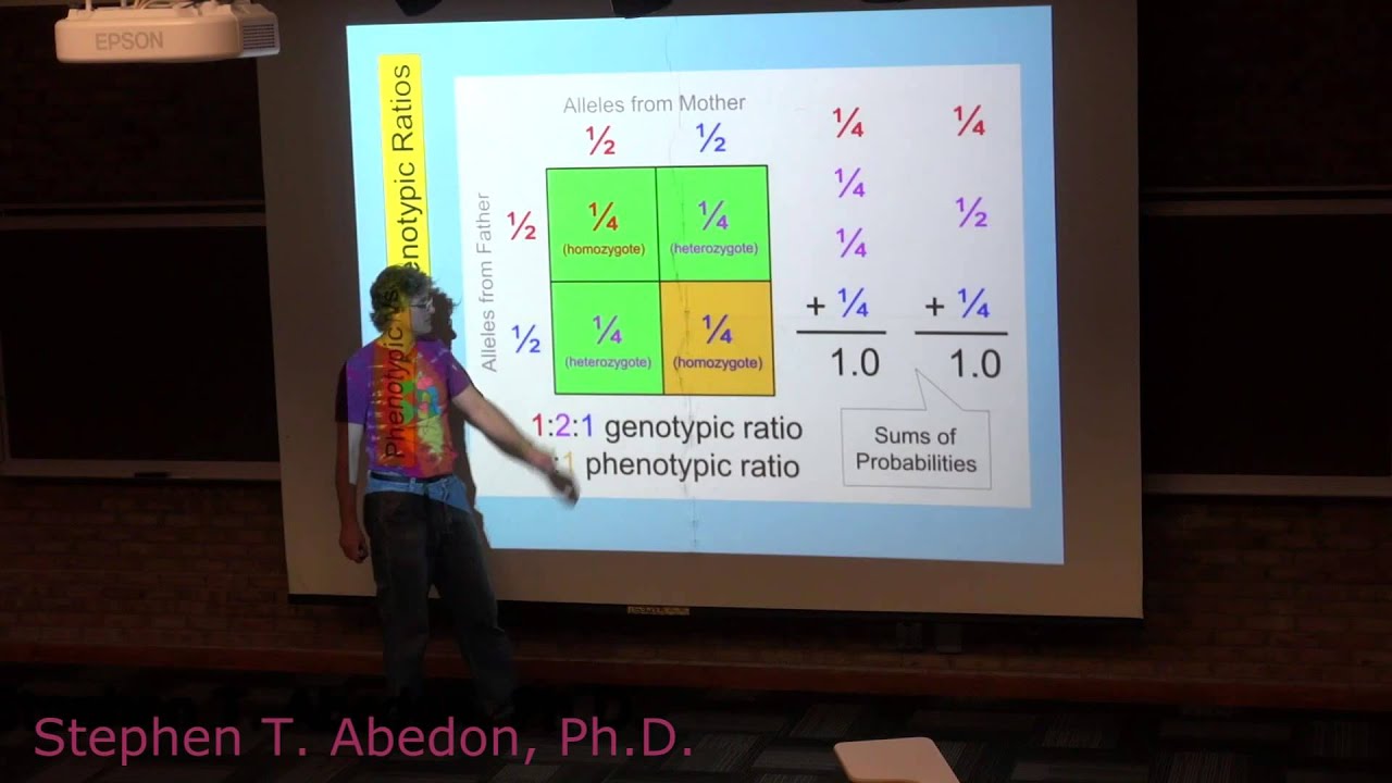 Genotypic versus Phenotypic Ratios