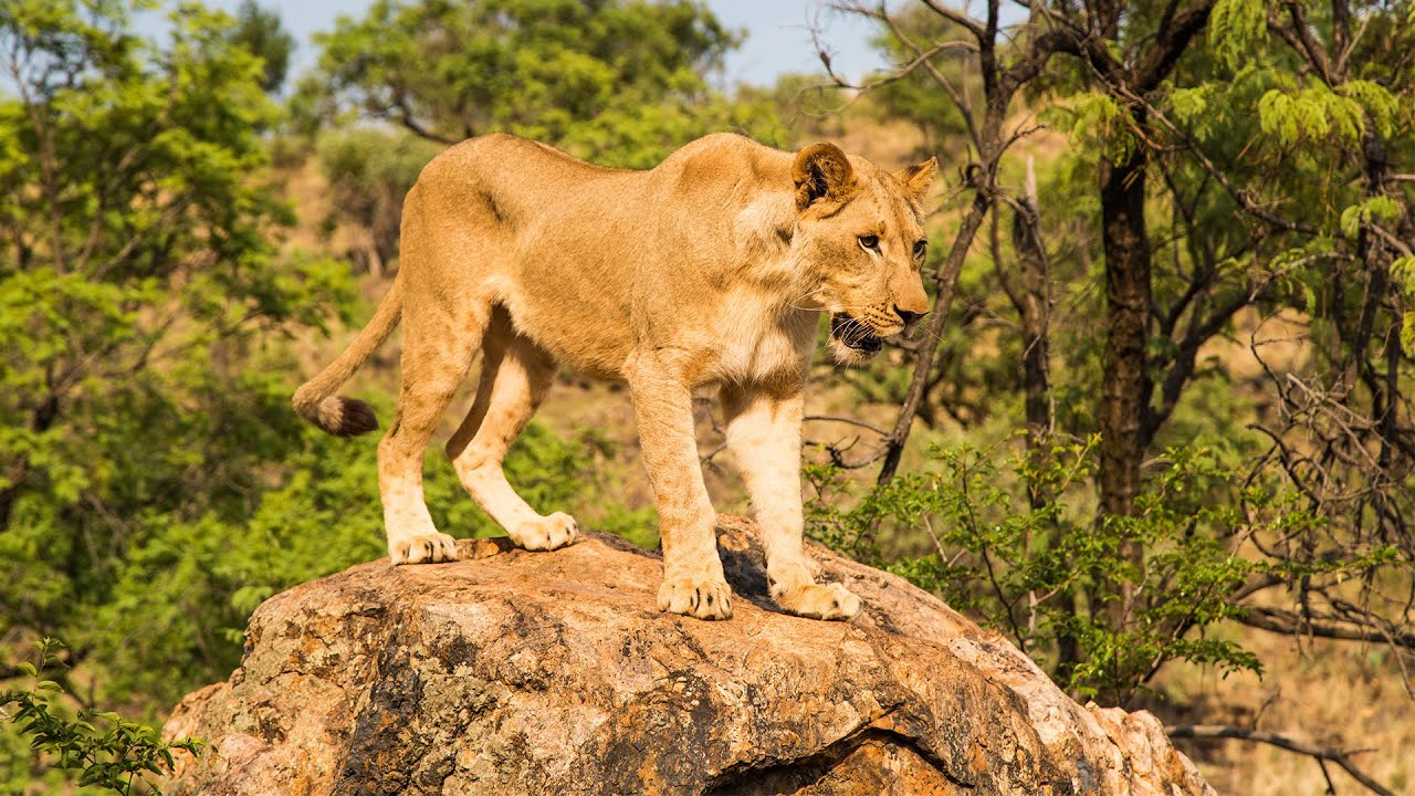 VOLUNTEERING IN SOUTHERN AFRICA