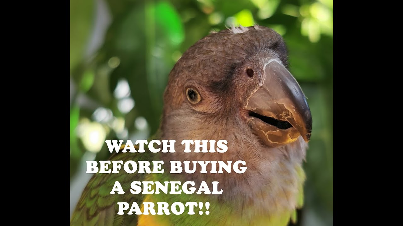 If you think about buying a Senegal parrot... WATCH THIS FIRST!