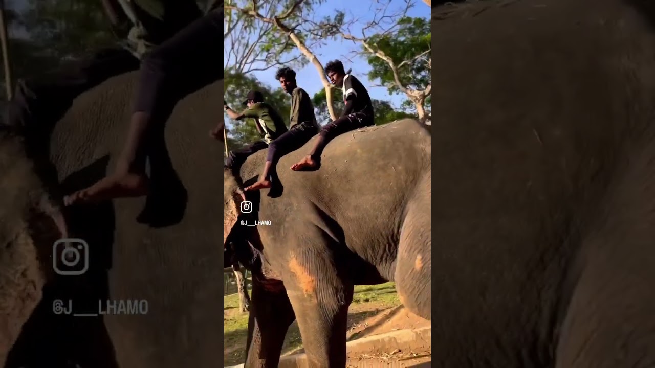 Dubare Elephant Camp