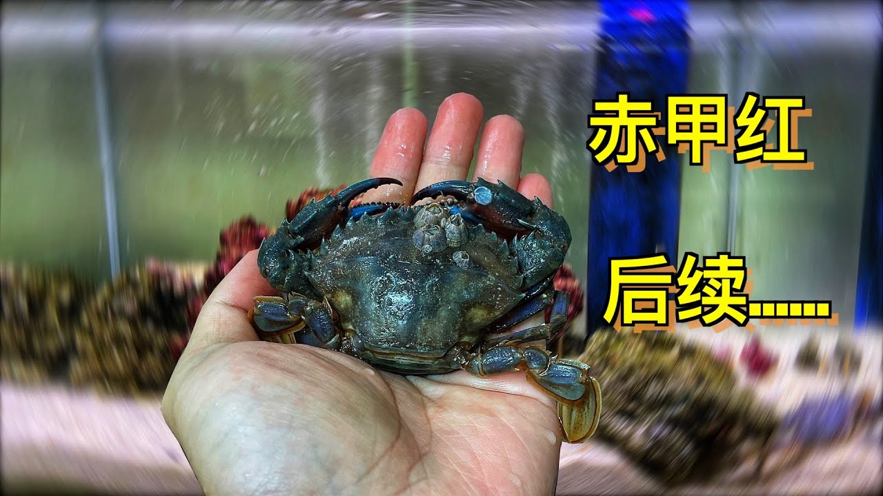 在鱼缸饲养“赤甲红”螃蟹后续。｜水族｜养鱼｜水族箱｜鱼缸｜螃蟹｜蟹｜动物｜宠物｜海洋生物｜海鲜｜海缸