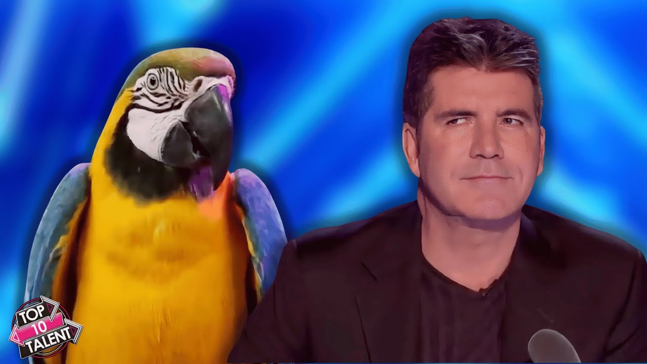 ANIMALS That STOLE The Show!